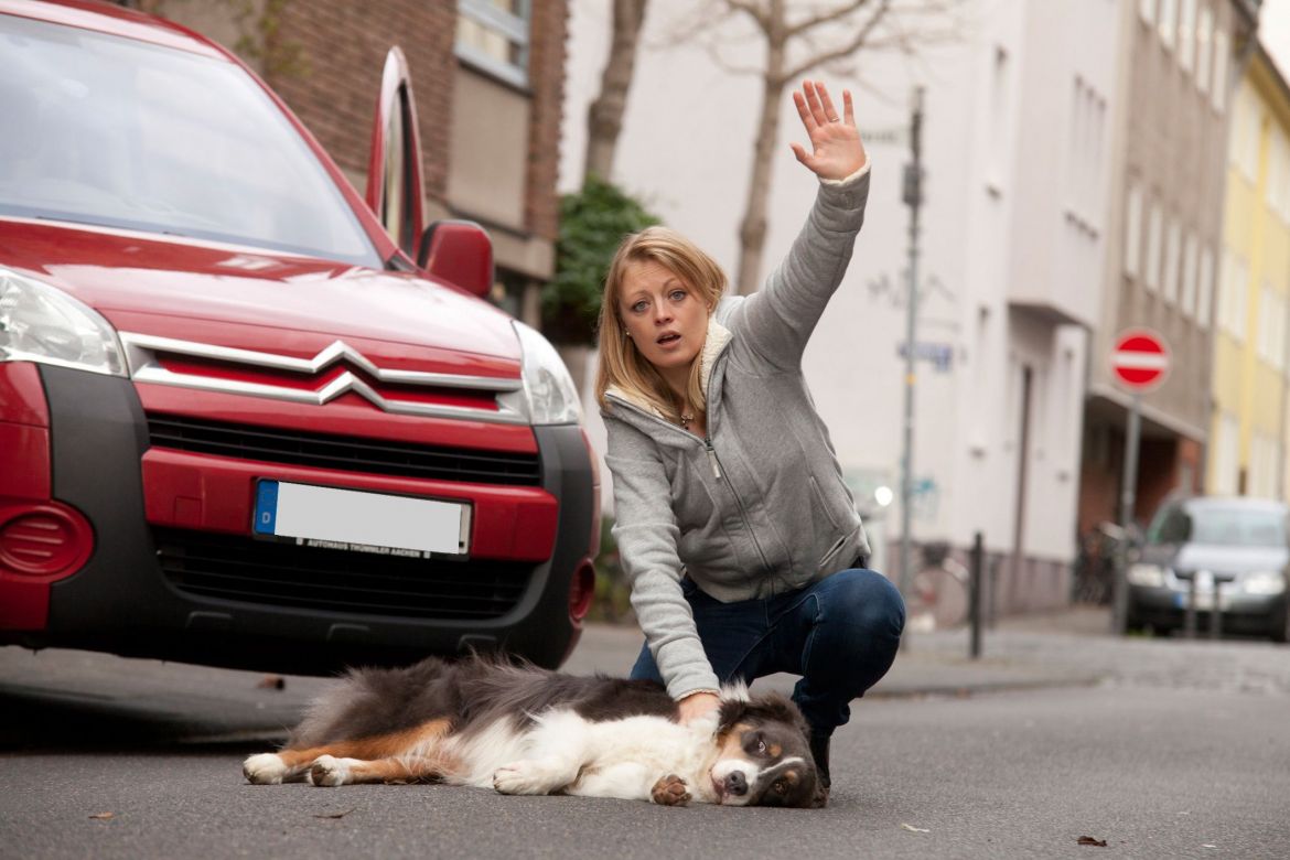 Erste-Hilfe-am-Hund-Verkehrsunfall-asb-p-nierhoff.jpg